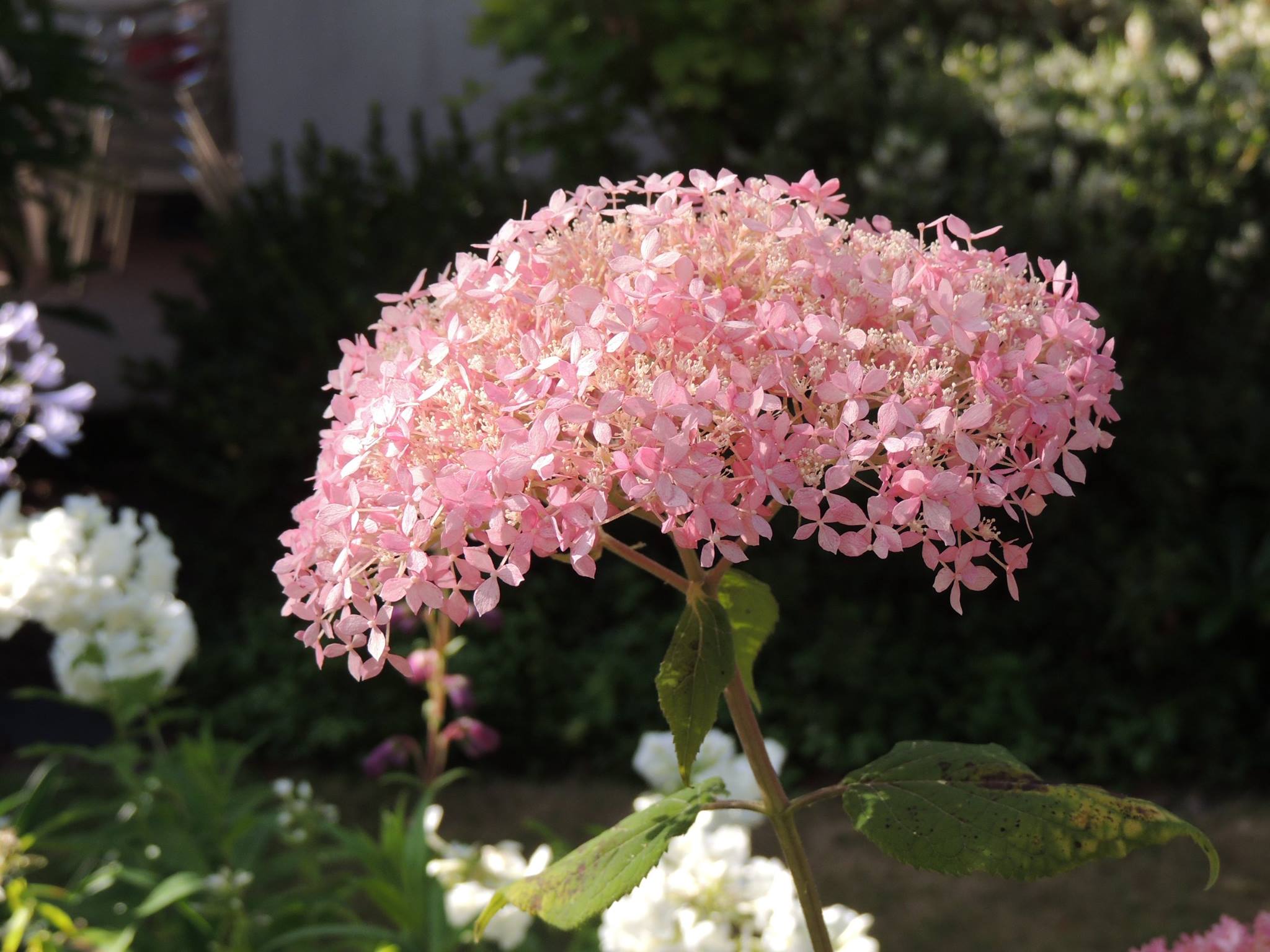 Les Hortensias du Haut Bois Hydrangea arborescent Invincible hortensia blanc
