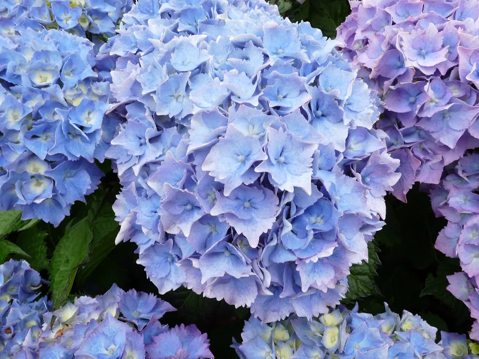 Les Hortensias du Haut Bois Altona hortensia fleurs rondes
