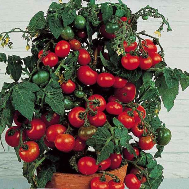 Bakker Tomate-cerise Minibel graines sachet 0,2g naine pot