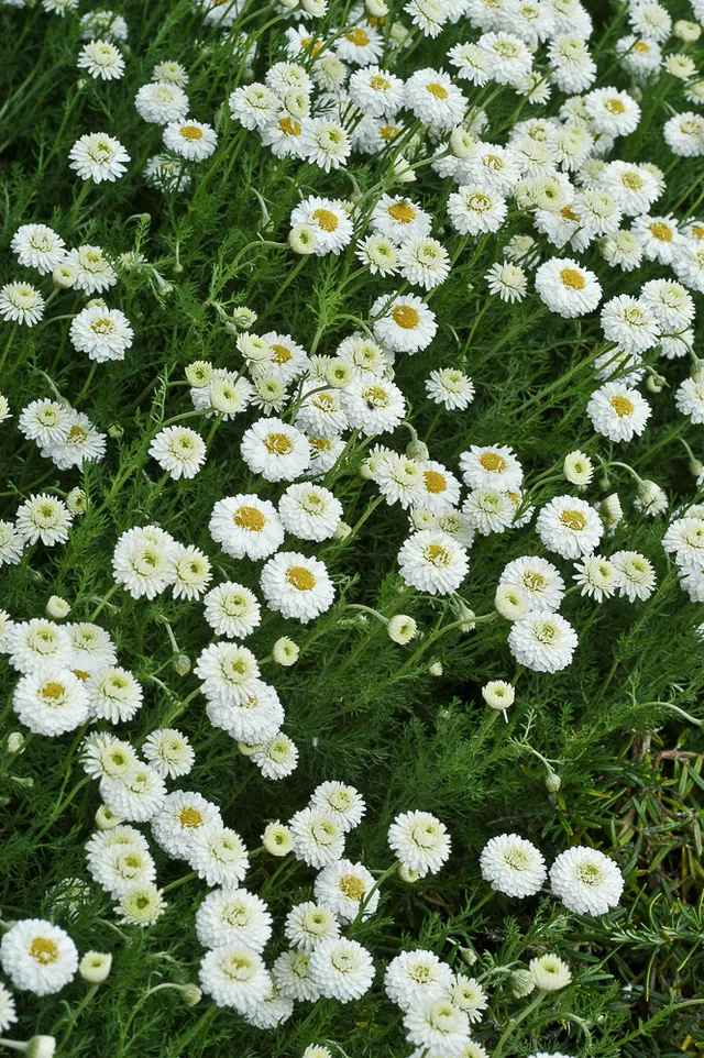 Passion Vivaces Chamaemelum Flore Pleno plante pot 1L