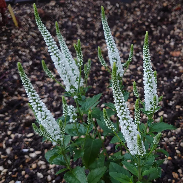 Passion Vivaces Veronica spicata Snow Candle véronique blanche godet