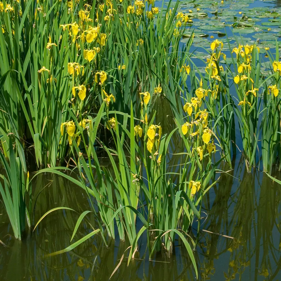 Bakker Iris des marais plante de bassin pot 9cm fleur jaune