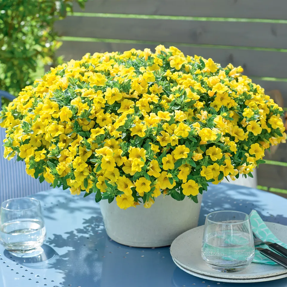 Bakker Mini-pétunia jaunes plante balcon 3 pots 10,5cm