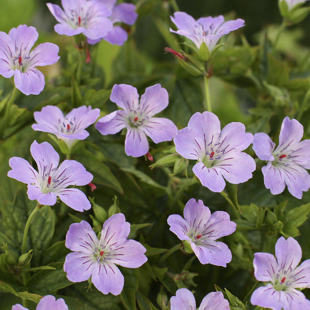 Bakker Plantes vivaces Géranium noueux violet pot 8cm ombre