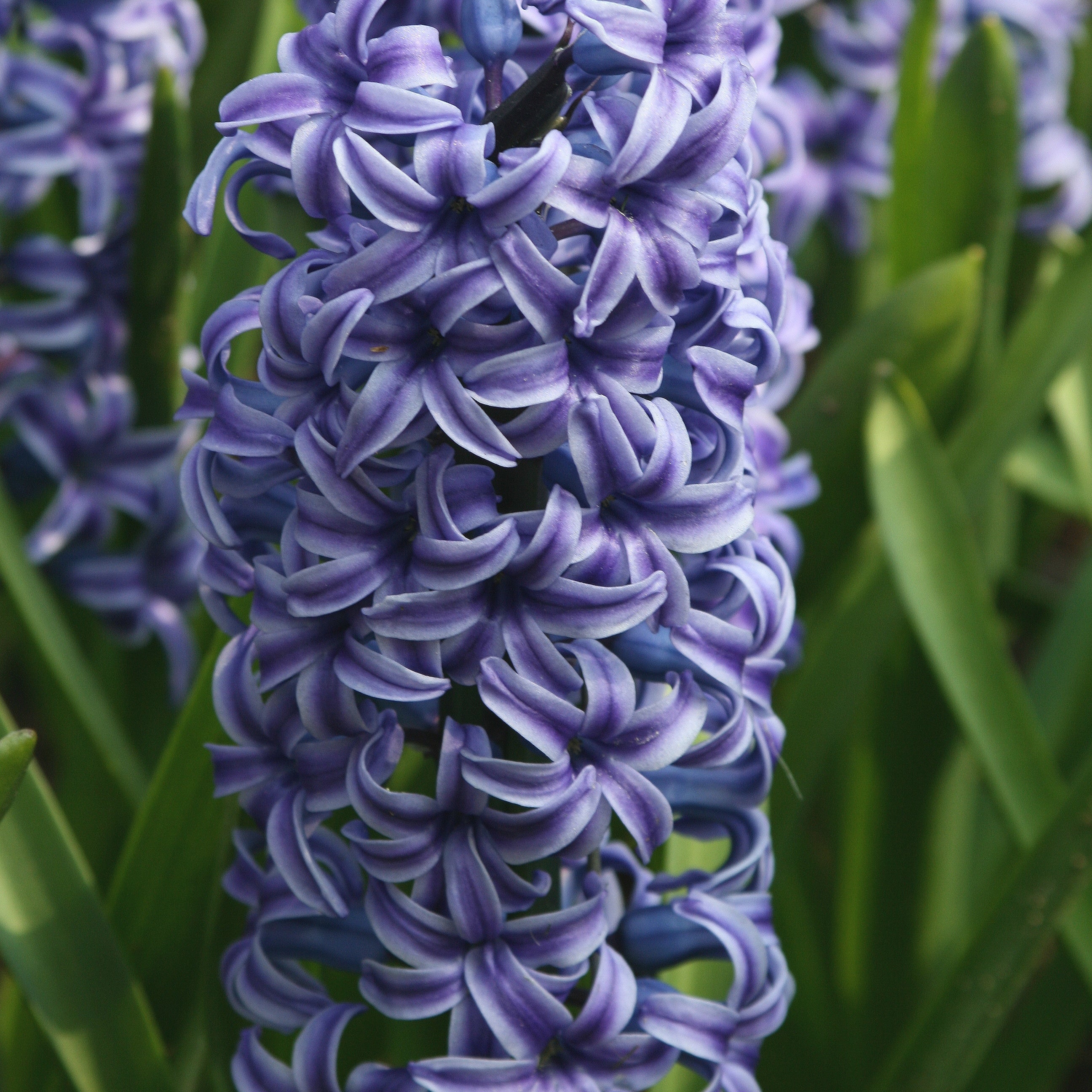 Bakker Rembrandt jacinthe violette lot de 5 bulbes