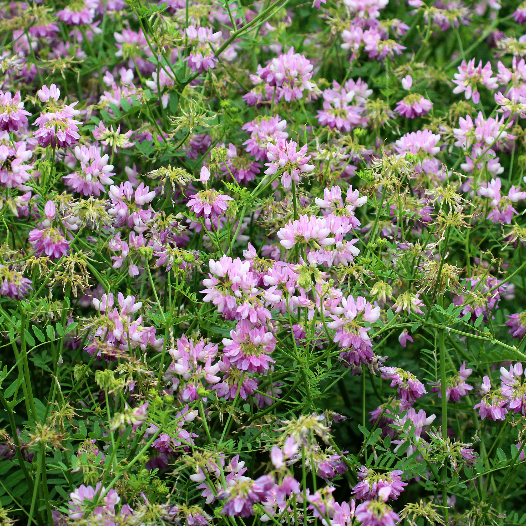 Bakker Coronille varia vivace couvre-sol 2 pots fleurs jaunes