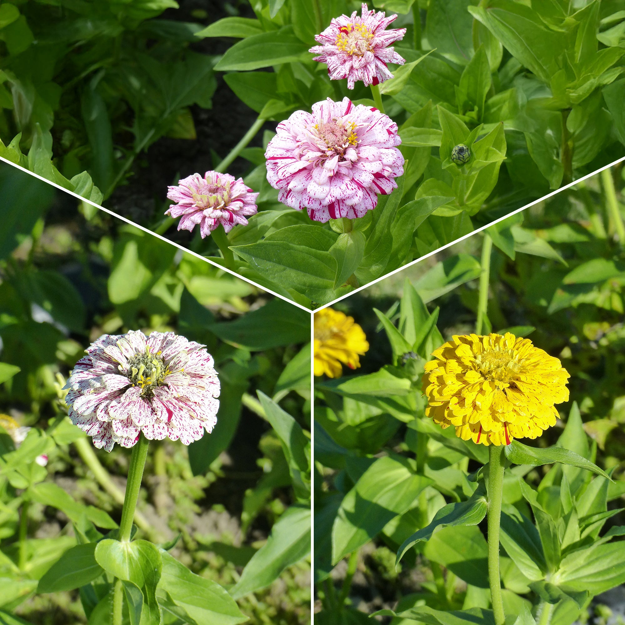 Bakker Zinnia Peppermint Stick sachet 1,5g fleurs coupées