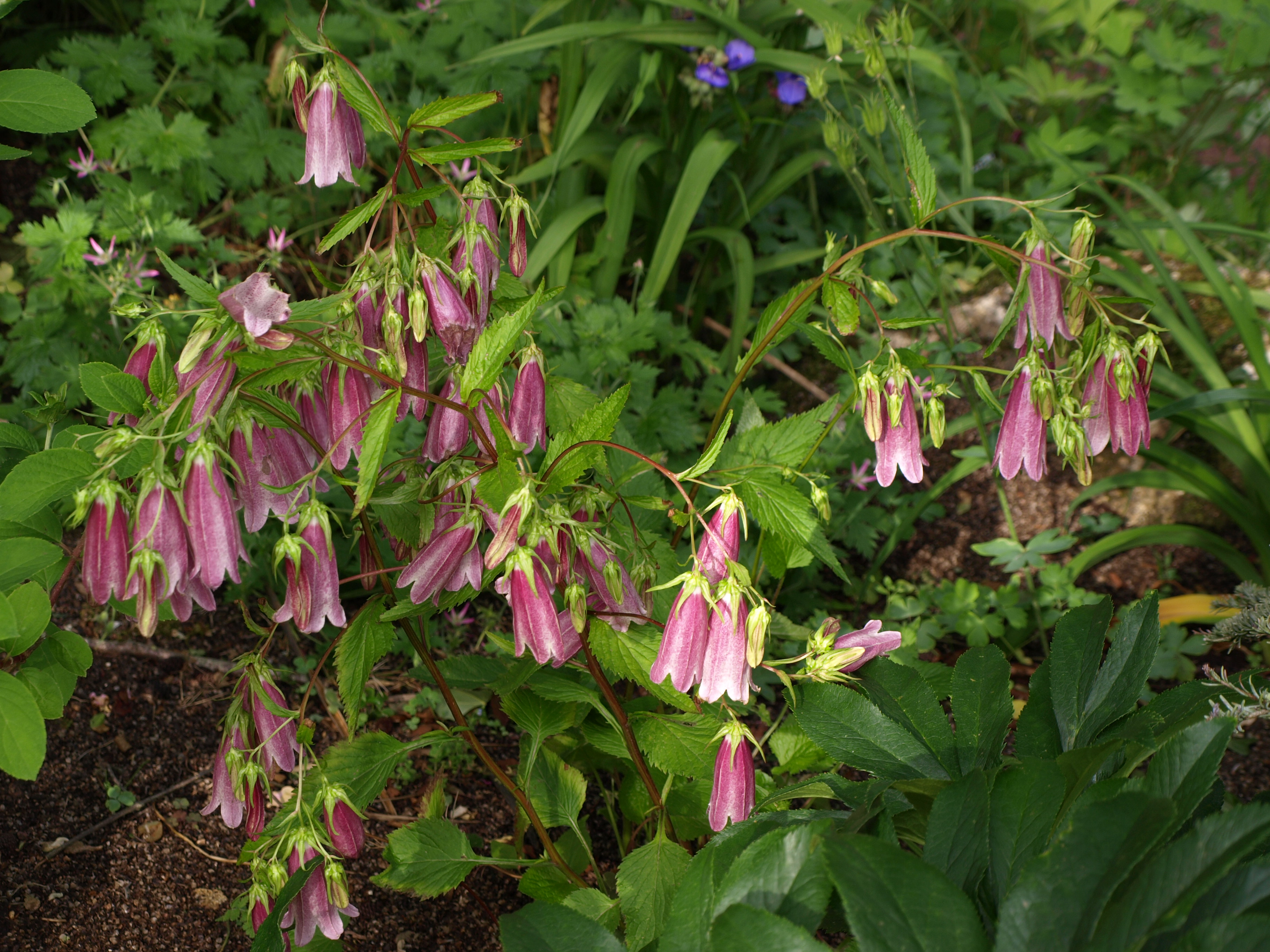 Passion Vivaces Campanula punctata Troll vivace rose godet