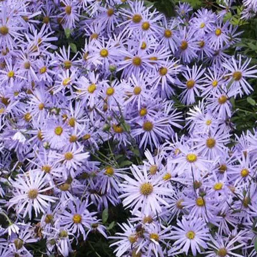 Bakker Plantes vivaces Aster de Frikart Mönch vivace pot 9cm violet