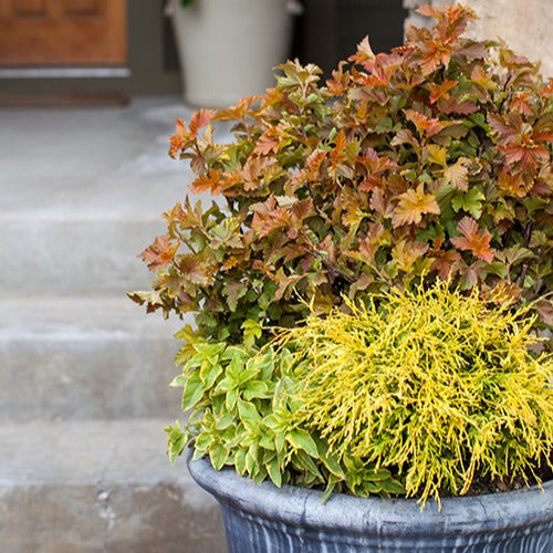 Bakker Amber Jubilé physocarpe pot 8cm orange