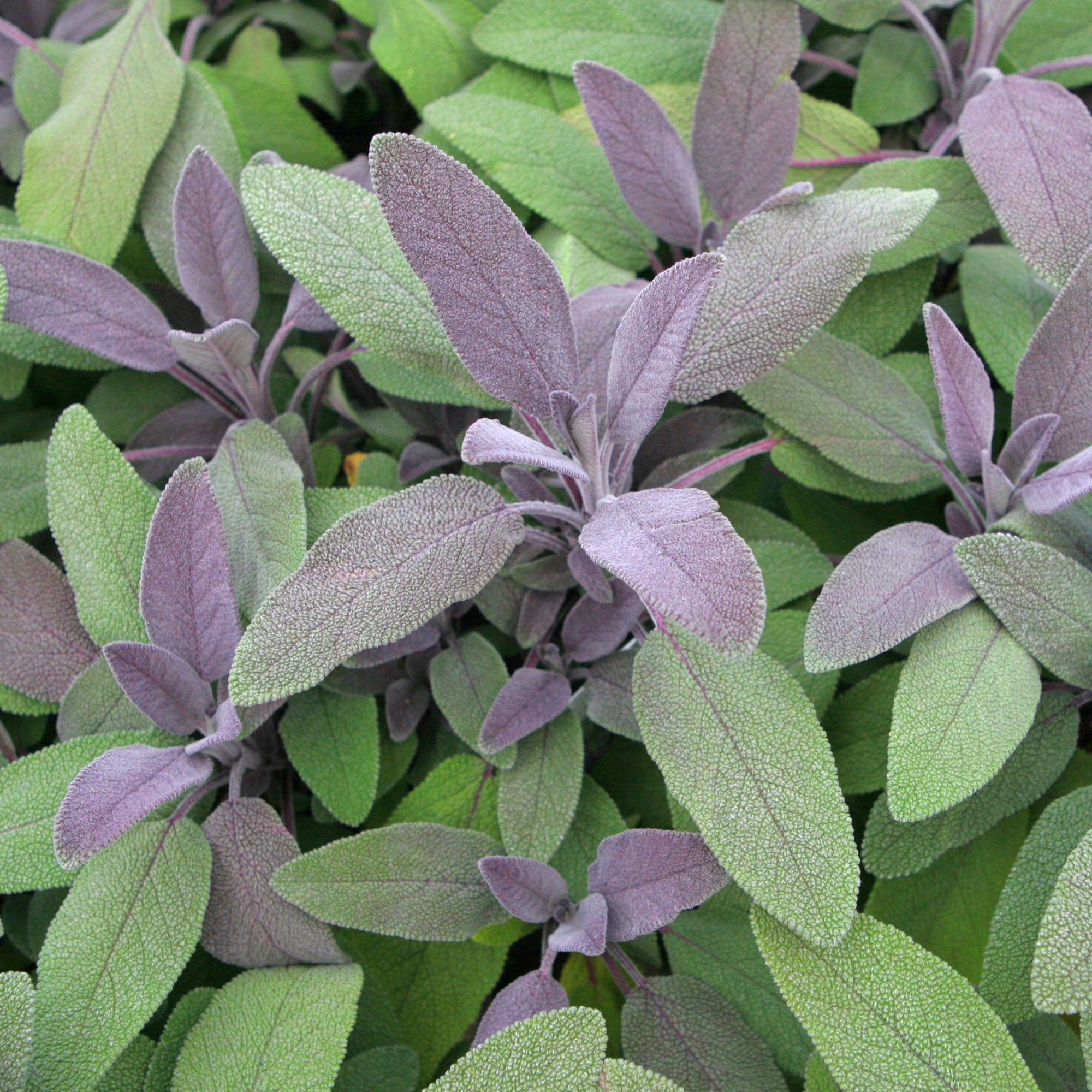 Bakker Sauge officinale Purpurascens aromatique pot 9cm