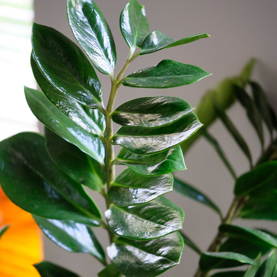 Bakker Zamioculcas plante verte pot 13cm 35cm facile