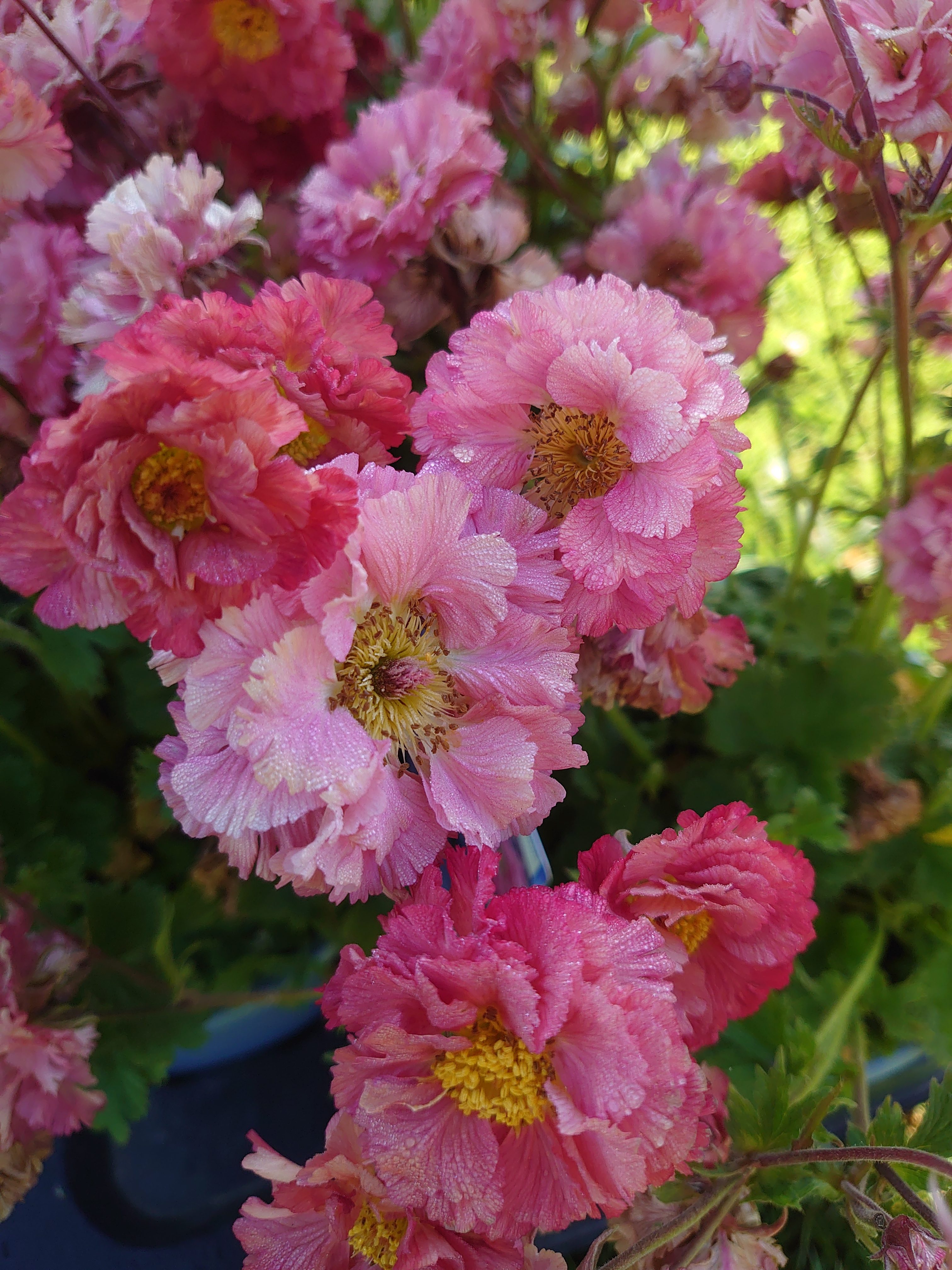 Passion Vivaces Geum Bohema Pink plante pot 1L fleurs doubles roses