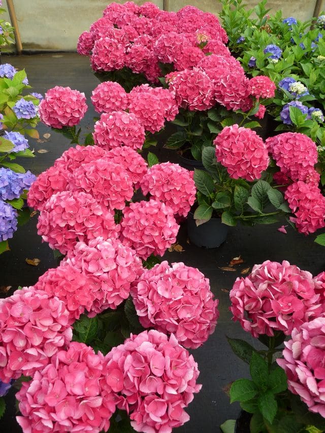 Les Hortensias du Haut Bois Dalian hortensia boules roses
