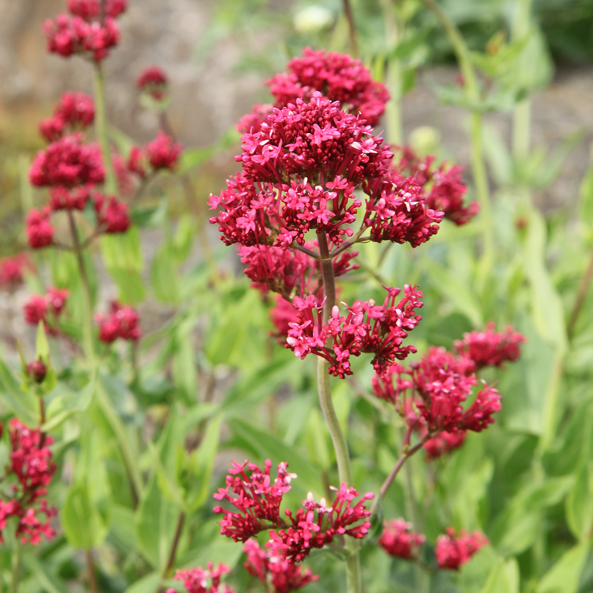 Bakker Plantes vivaces 3 Valérianes rouges mini mottes