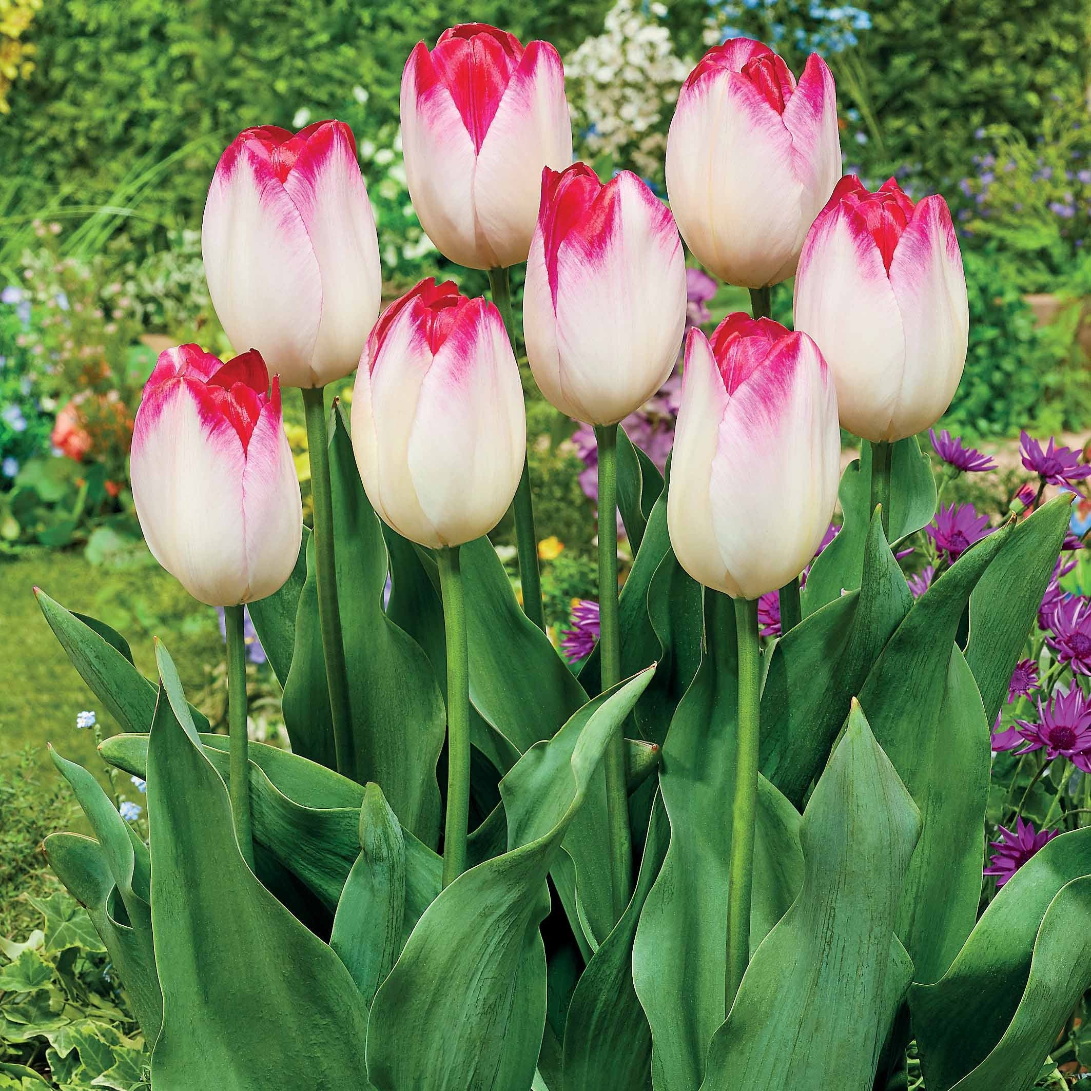 Bakker Supri Erotic tulipe rose 10 bulbes 11cm+