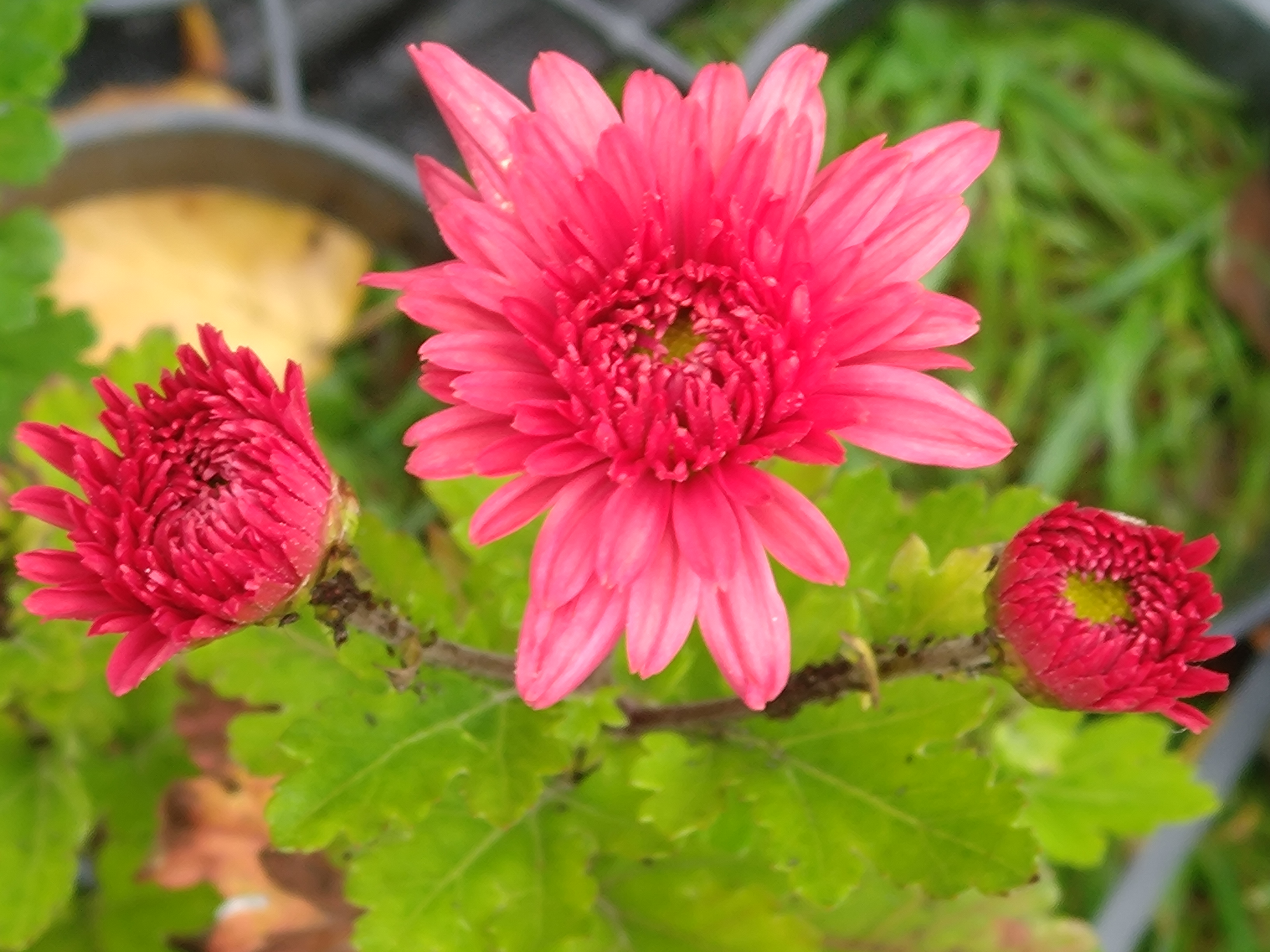 Passion Vivaces Chrysanthemum Cinderella chrysanthème rose pot 1 L