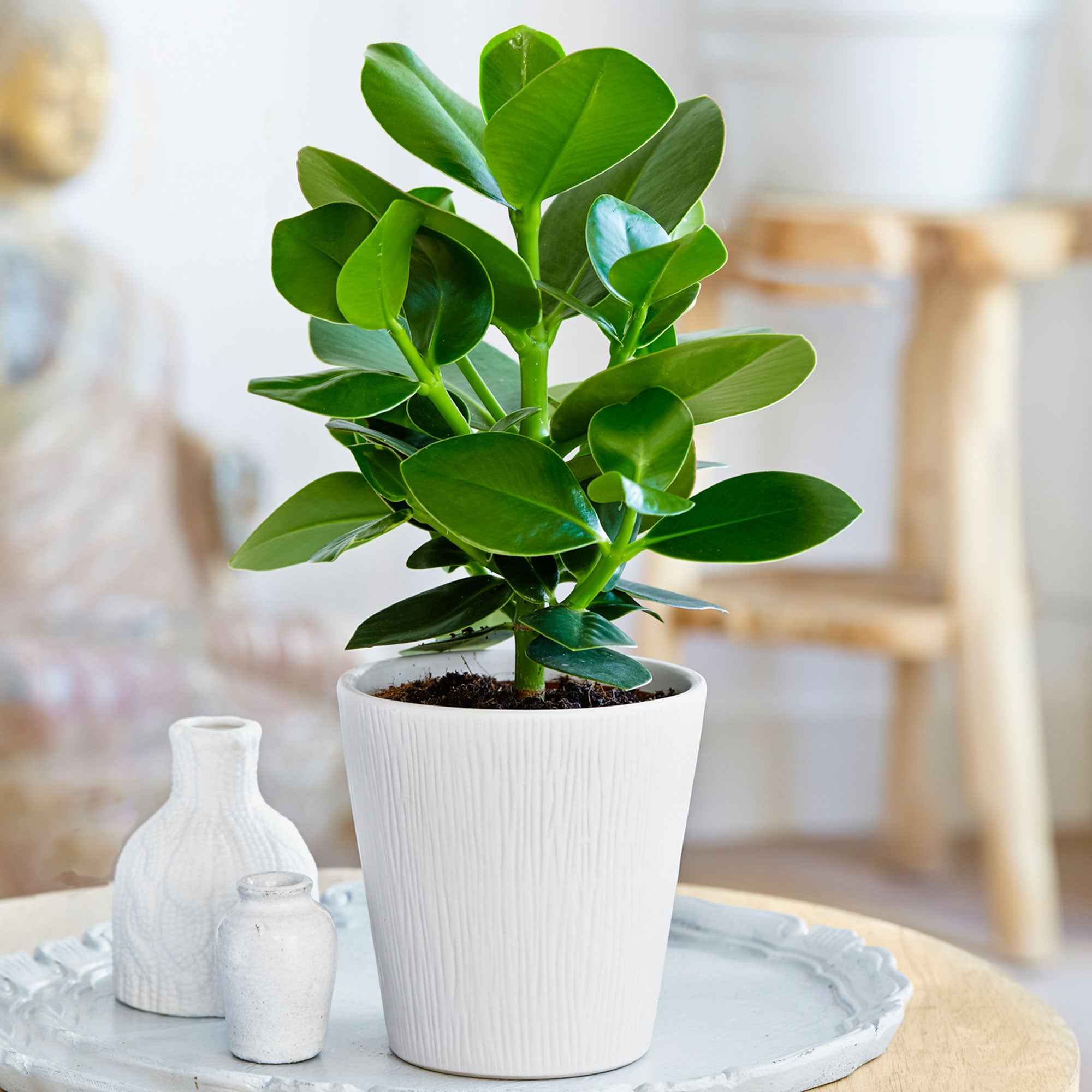 Bakker Clusia Princess plante verte pot Ø12 cm 20 cm