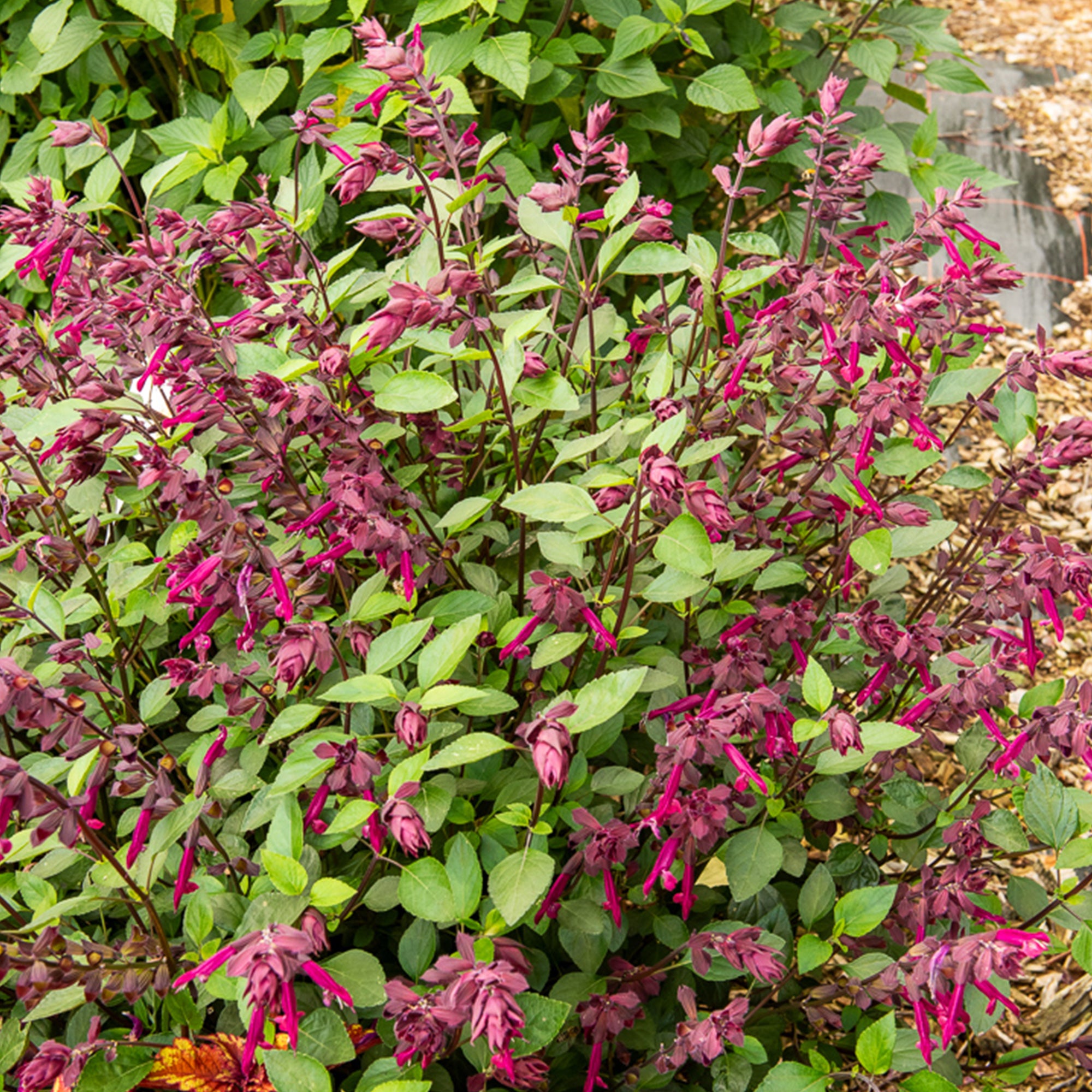 Bakker Sauge Love and Wishes vivace pot Ø9cm rose magenta