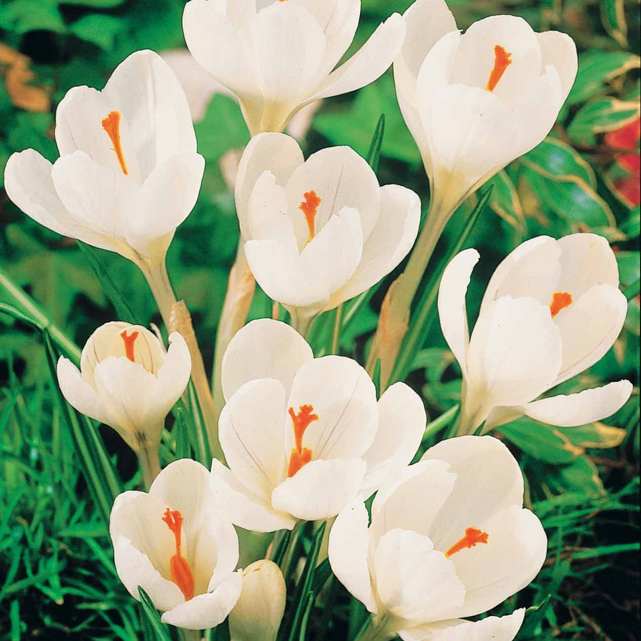 Bakker Crocus mélange blanc violet jaune bulbe lot 60