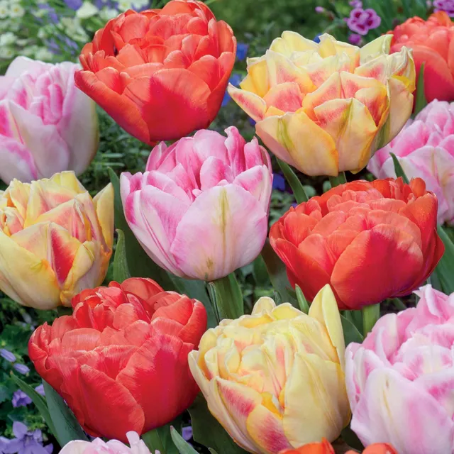 Bakker Bulbes Tulipes pivoine mélange bulbe 12 bulbes