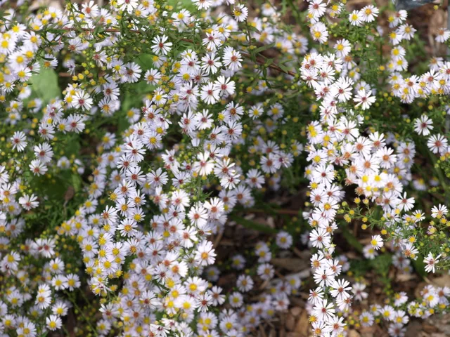 Passion Vivaces Aster ericoides Erlkonig plante vivace godet mauve