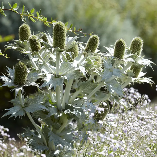 Bakker Panicaut géant Eryngium plante vivace pot 9cm blanc