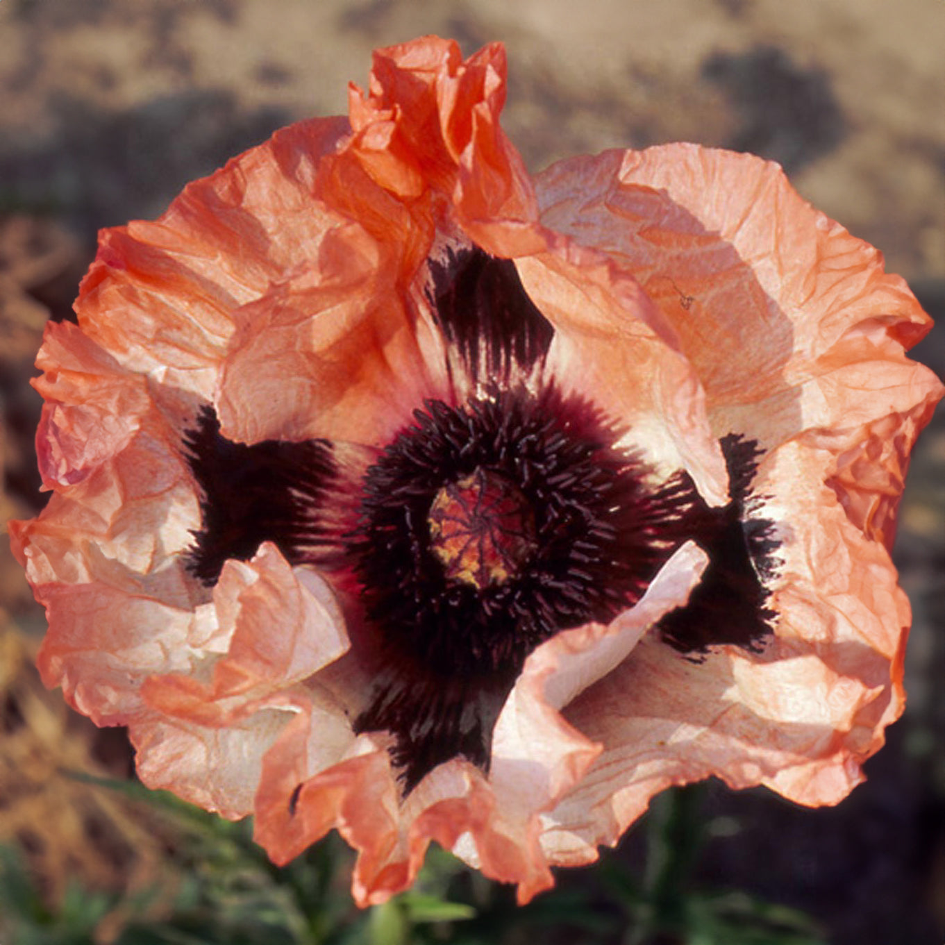 Bakker Pavot d'Orient Picotee plante vivace pot 8cm orange