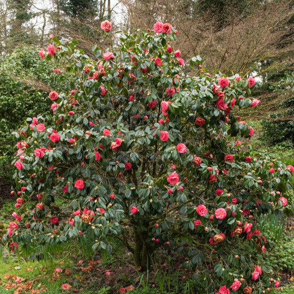 Bakker Camélia Japon doubles roses arbuste pot 2L 30-40cm