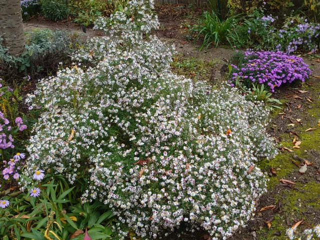 Passion Vivaces Aster lateriflorus Valentin vivace godet blanche