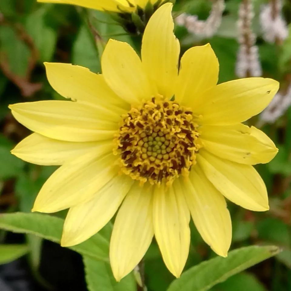 Passion Vivaces Helianthus Lemon Queen plante vivace pot 1L jaune