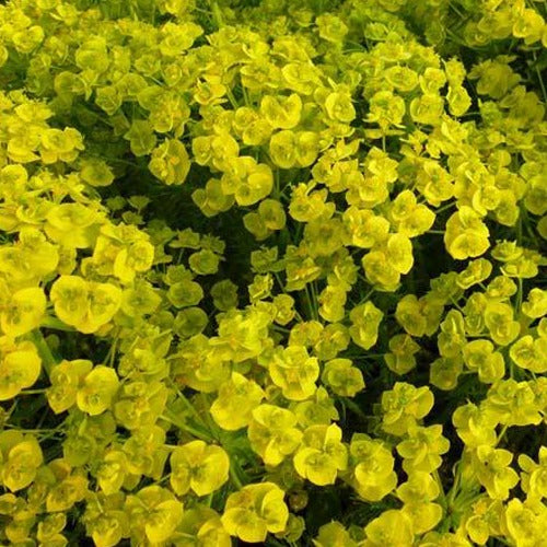 Bakker Plantes Euphorbe Waldstein Betten pot Ø 9cm jaune