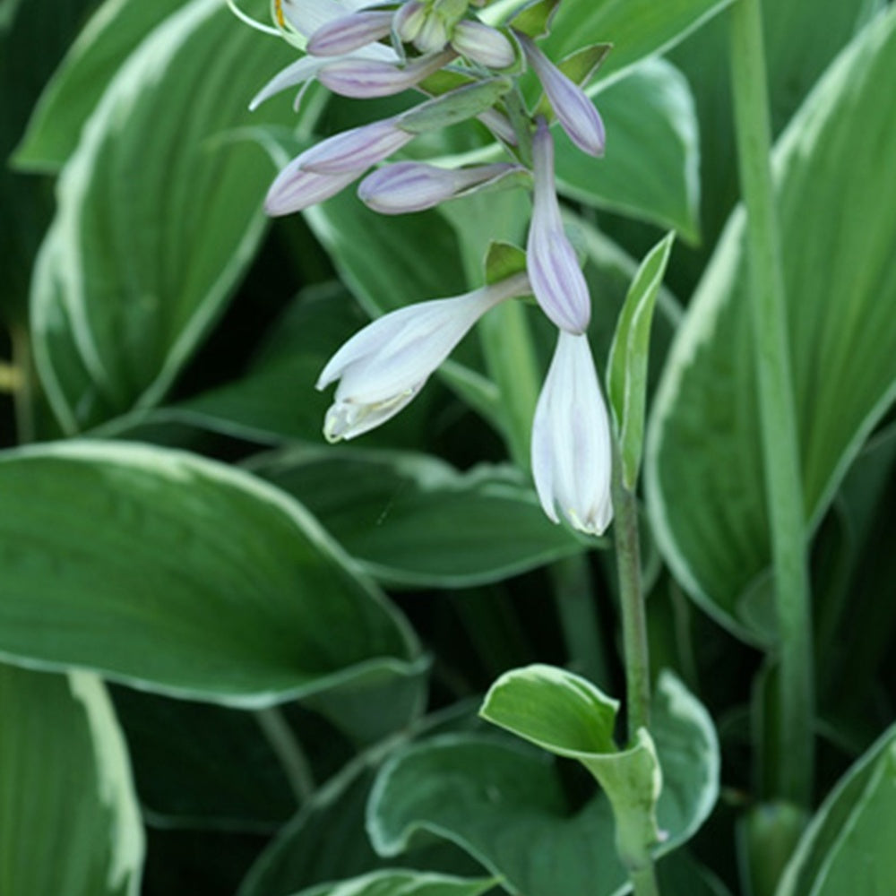 Bakker Hosta Francee plante vivace pot 8cm feuillage panaché