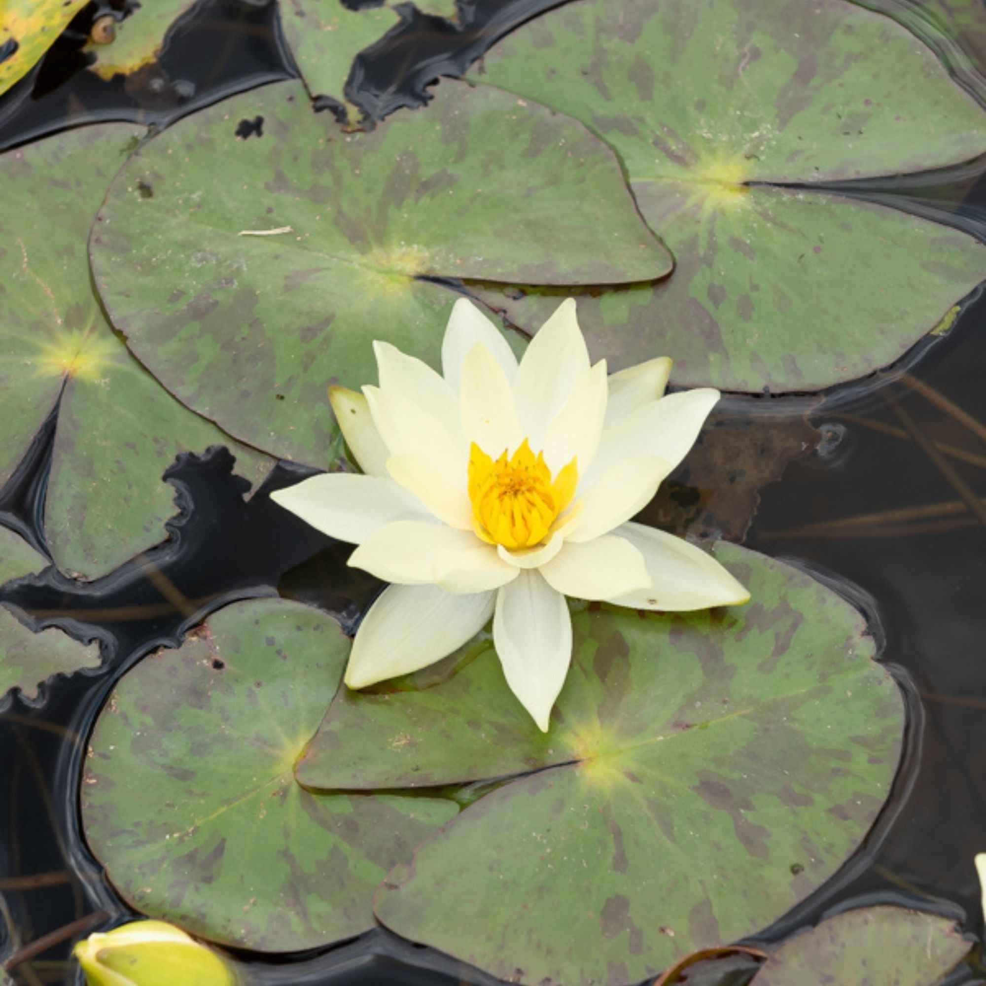 Bakker Nénuphar nain Pygmaea Helvola jaune pot Ø11cm