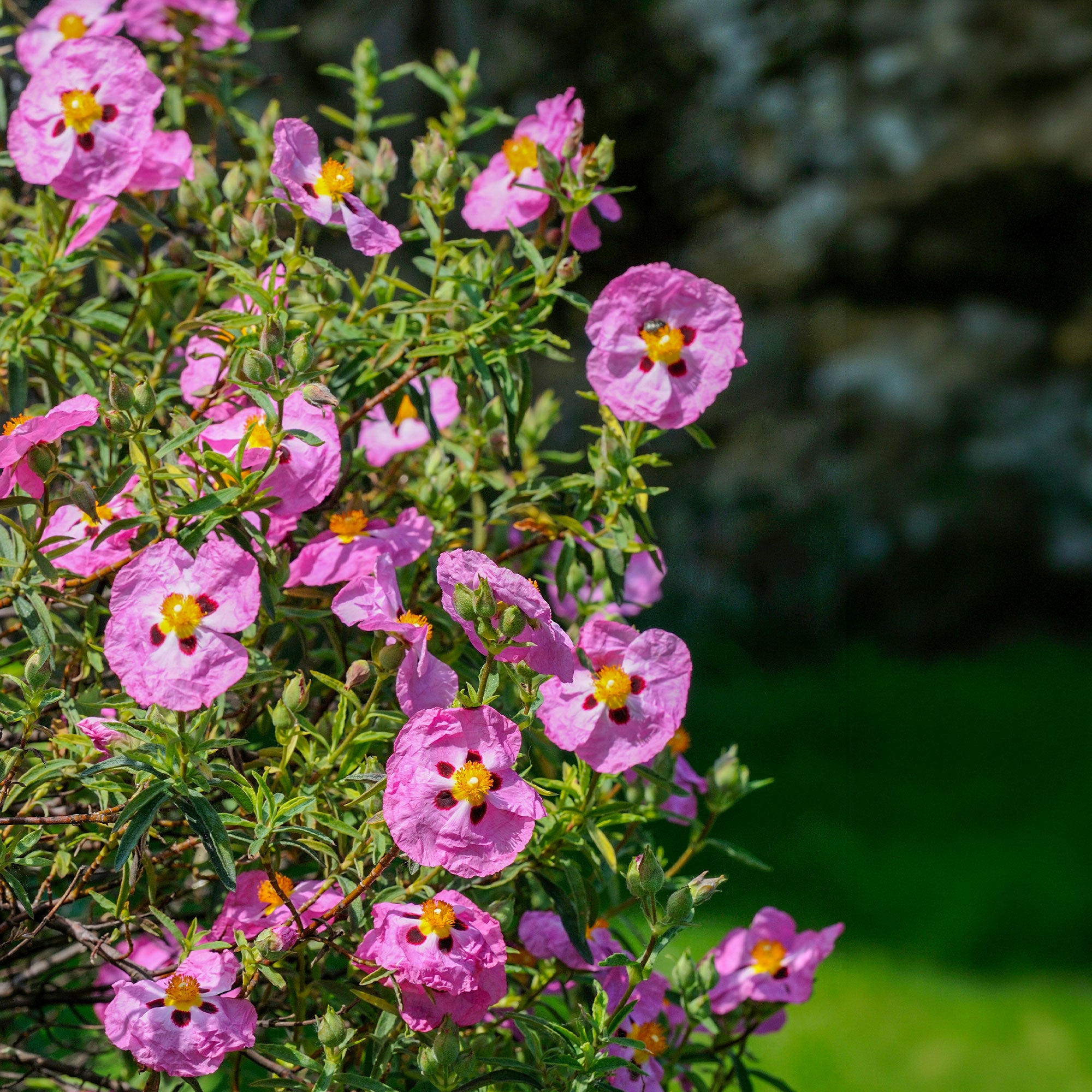 Bakker Ciste pourpre Cistus purpureus arbuste pot 8cm rose
