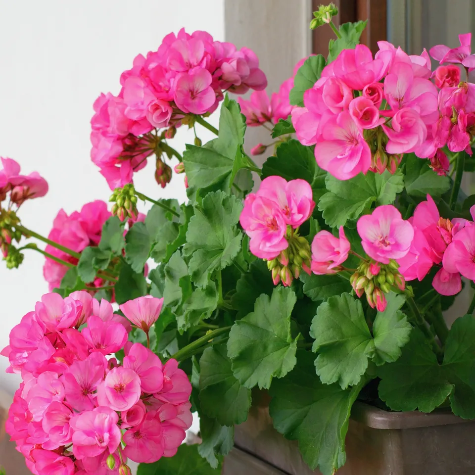 Bakker Géranium zonale rose fleurs pot Ø13cm balcon