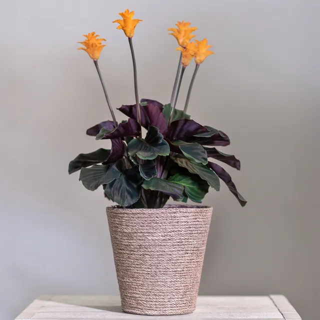 Bakker Calathéa Crocata pot Ø14cm fleurs orange 25-35cm