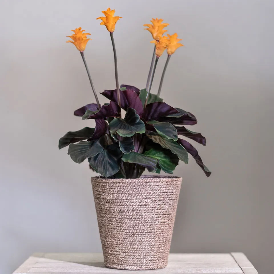 Bakker Calathéa Crocata pot Ø14cm fleurs orange 25-35cm