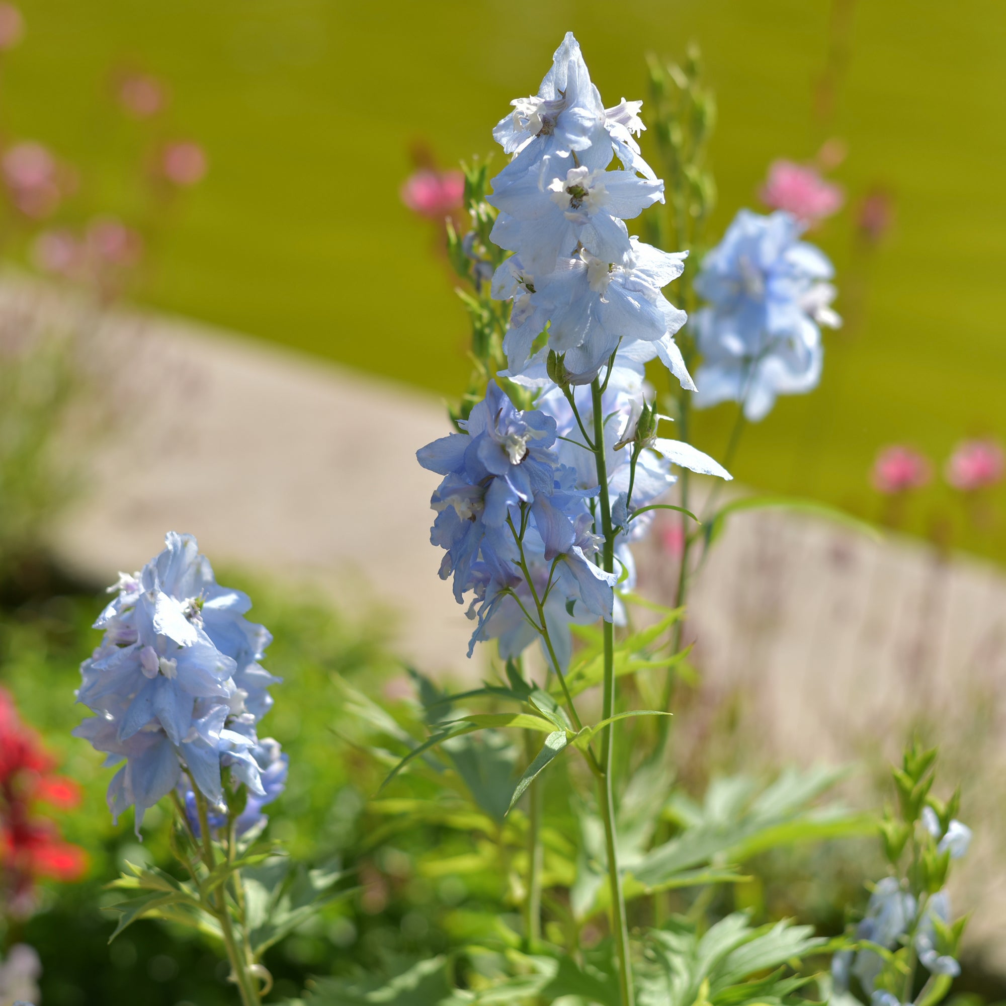 Bakker Delphinium Cliveden Beauty vivace pot Ø 9 cm