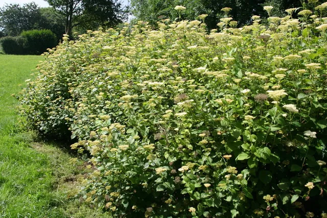 Les Hortensias du Haut Bois Hirta hydrangea arbuste godet