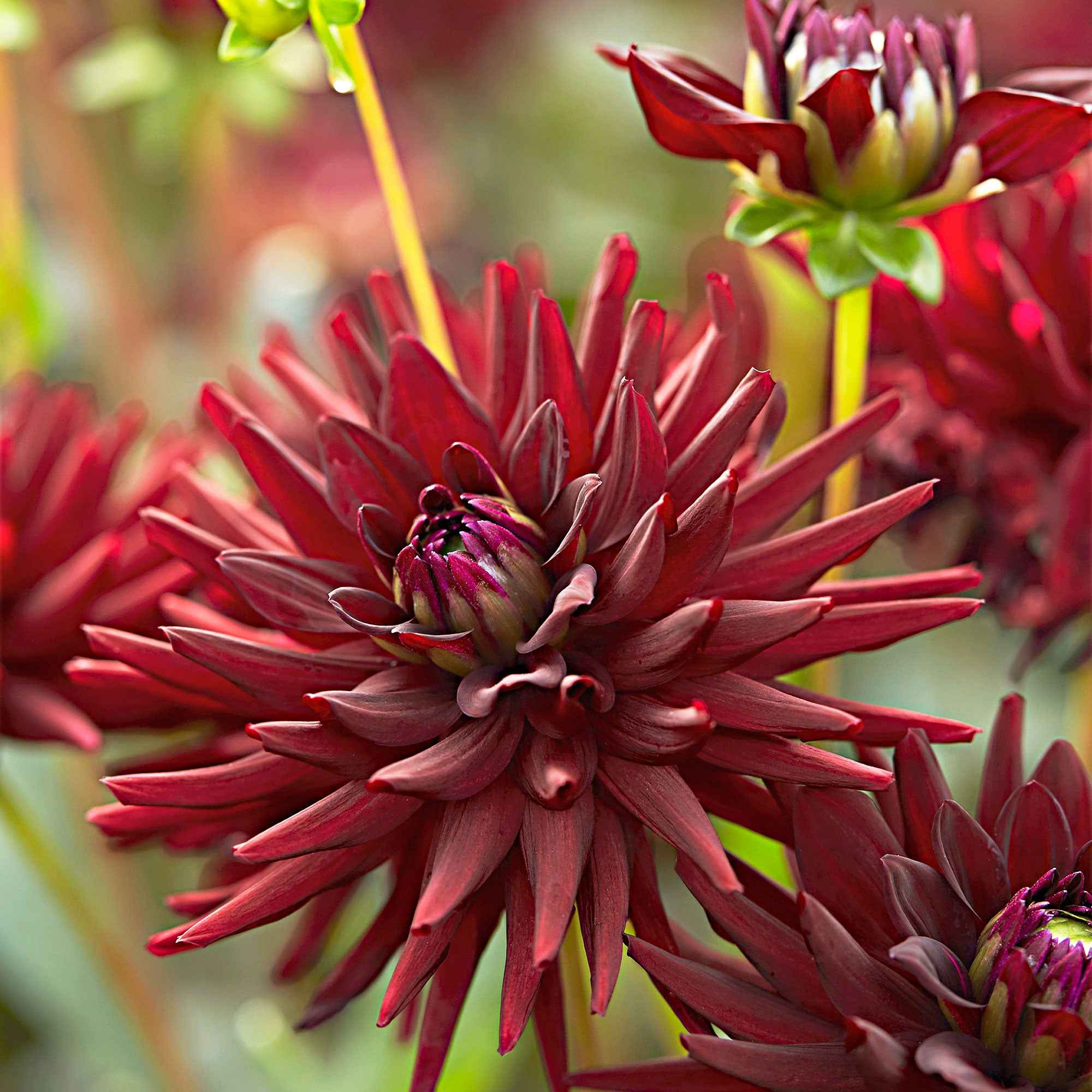 Bakker Tamburo Dahlia cactus noir sachet 3 bulbes