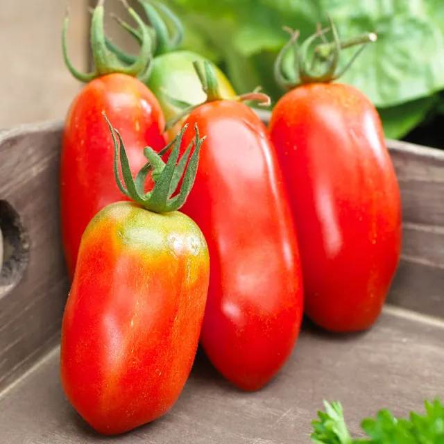 Bakker Tomate San Marzano 3 graines sauce sachet 50 graines