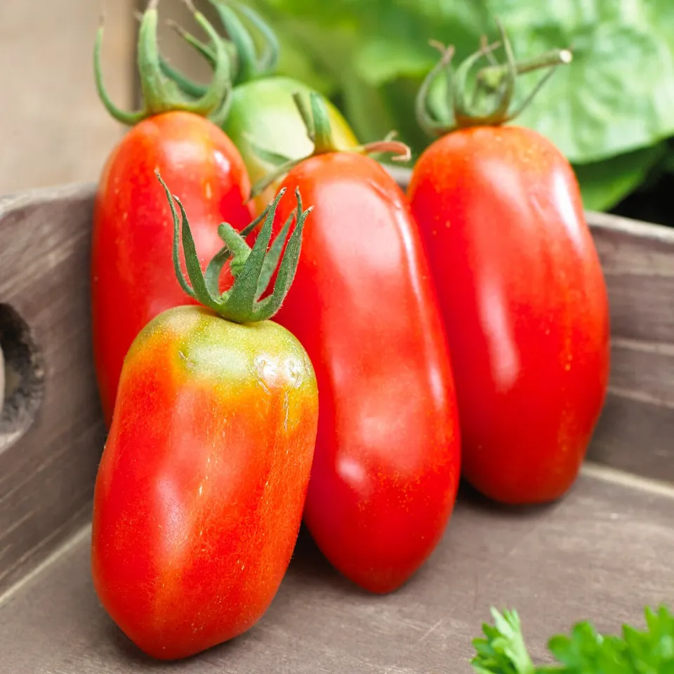 Bakker Tomate San Marzano 3 graines sauce sachet 50 graines