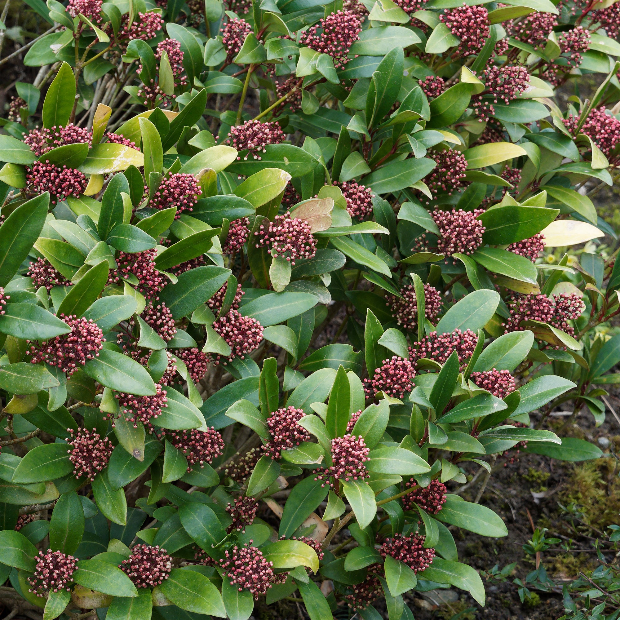 Bakker Skimmia Rubella arbuste persistant pot 2L