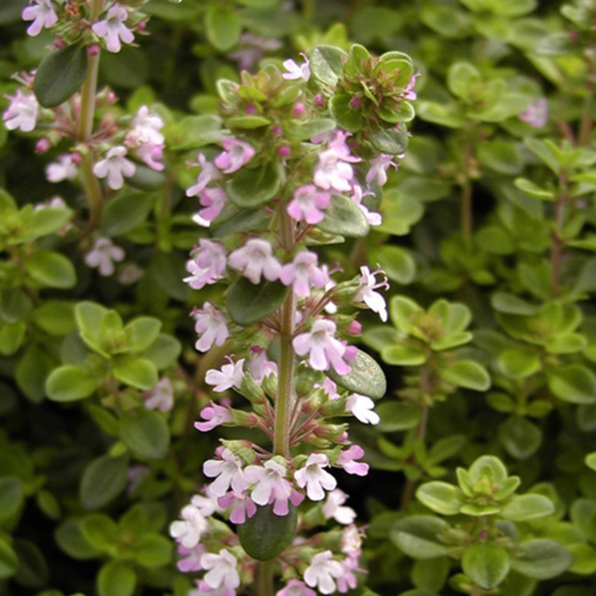 Bakker Thym serpolet plante couvre-sol pot 8cm fleurs roses