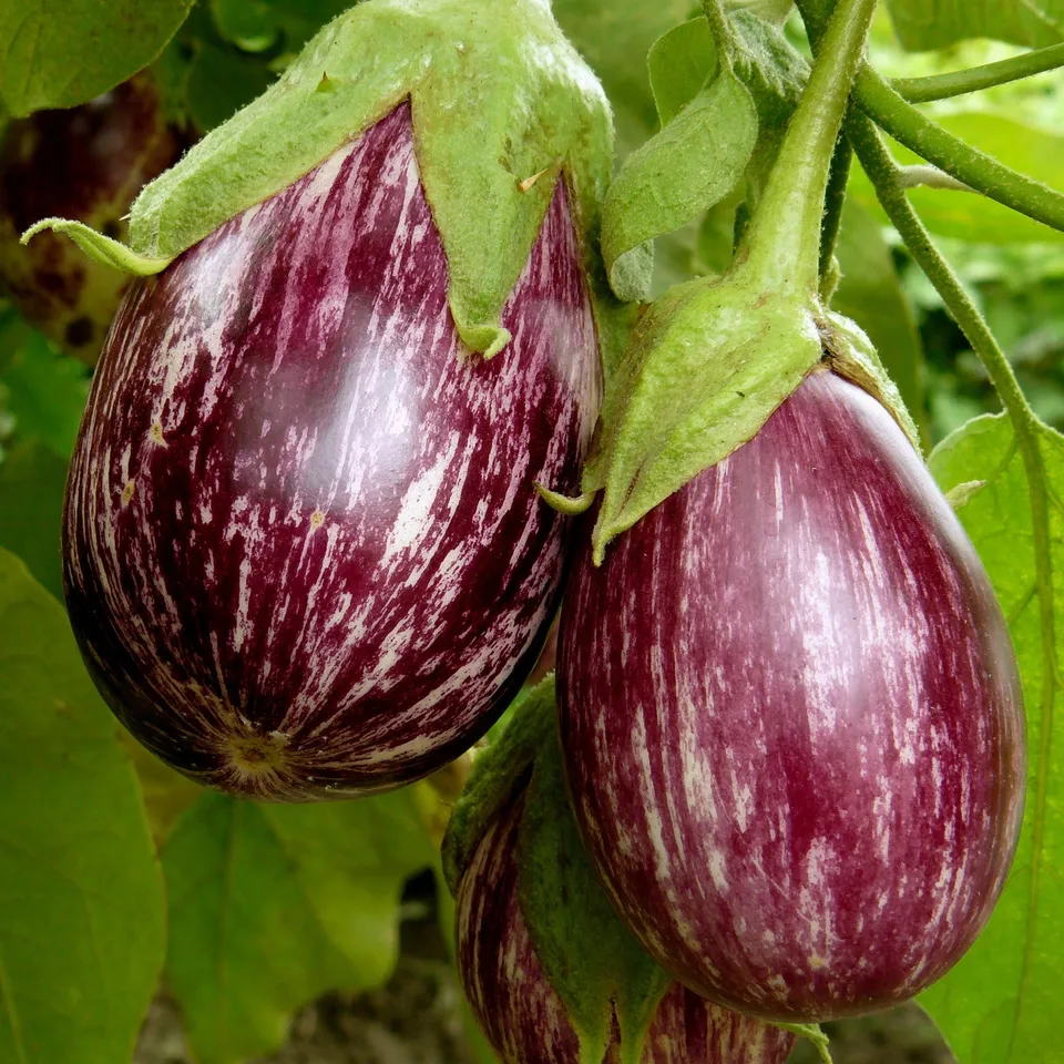 Bakker Rania plant aubergine zébrée violette 3 plants Ø10,5 cm