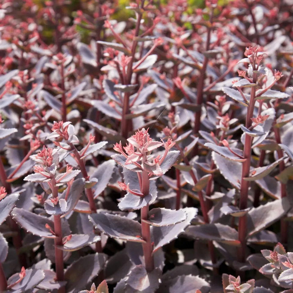 Bakker Chocolate Cherry sedum vivace pot 8cm rose