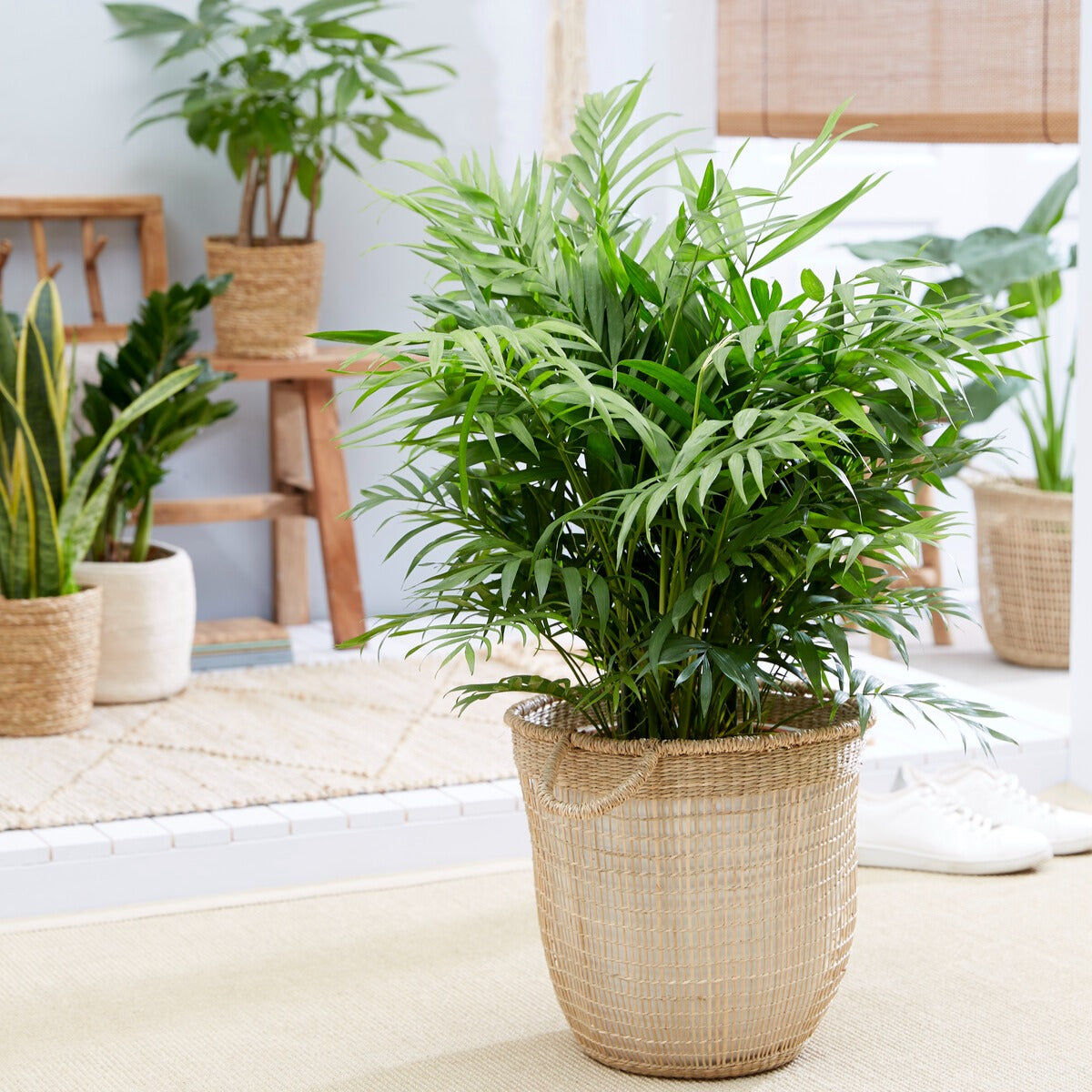 Bakker Chamaedorea palmier des montagnes pot 12cm 30cm ombre