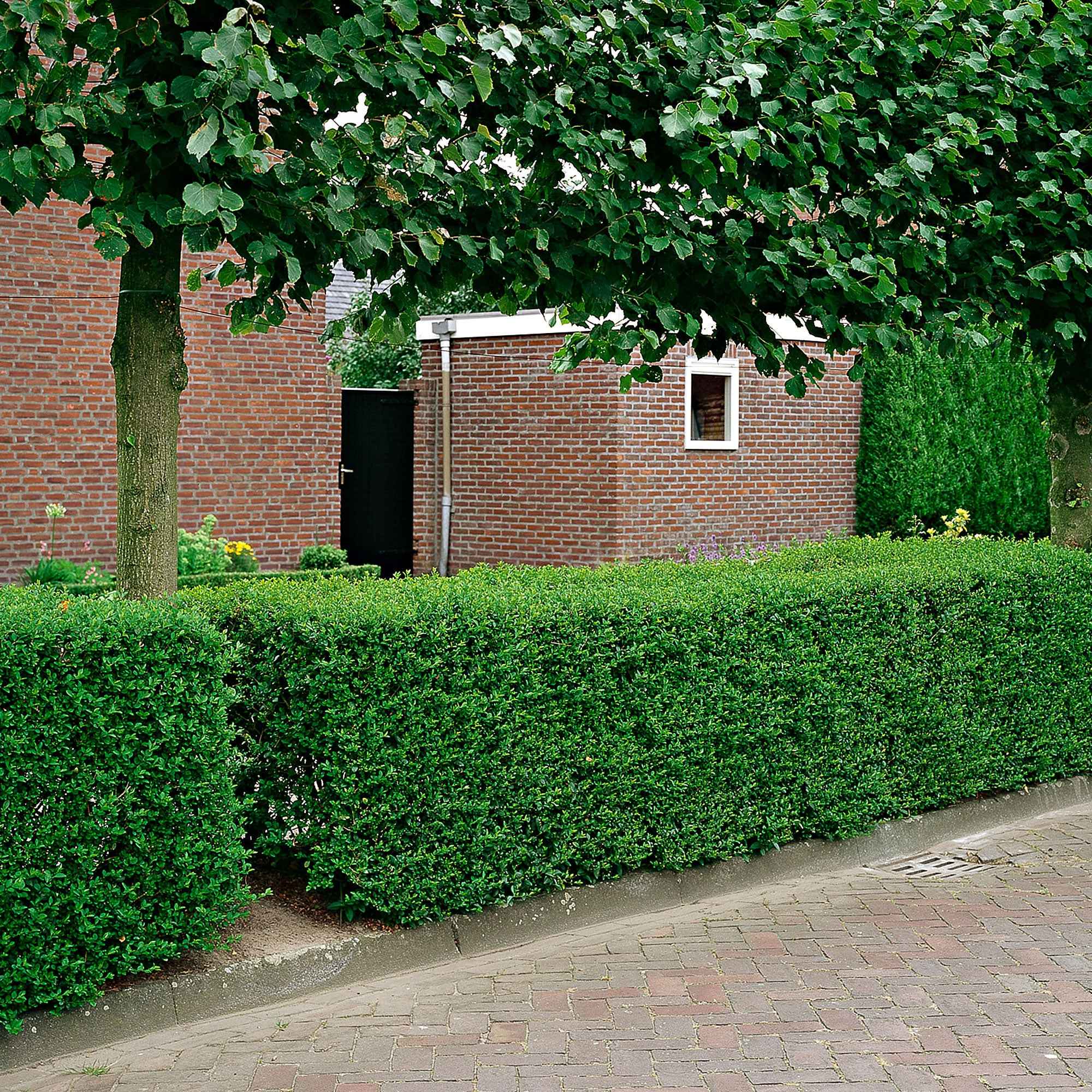 Bakker Californie Troène haie 5 racines nues 40-60cm vert