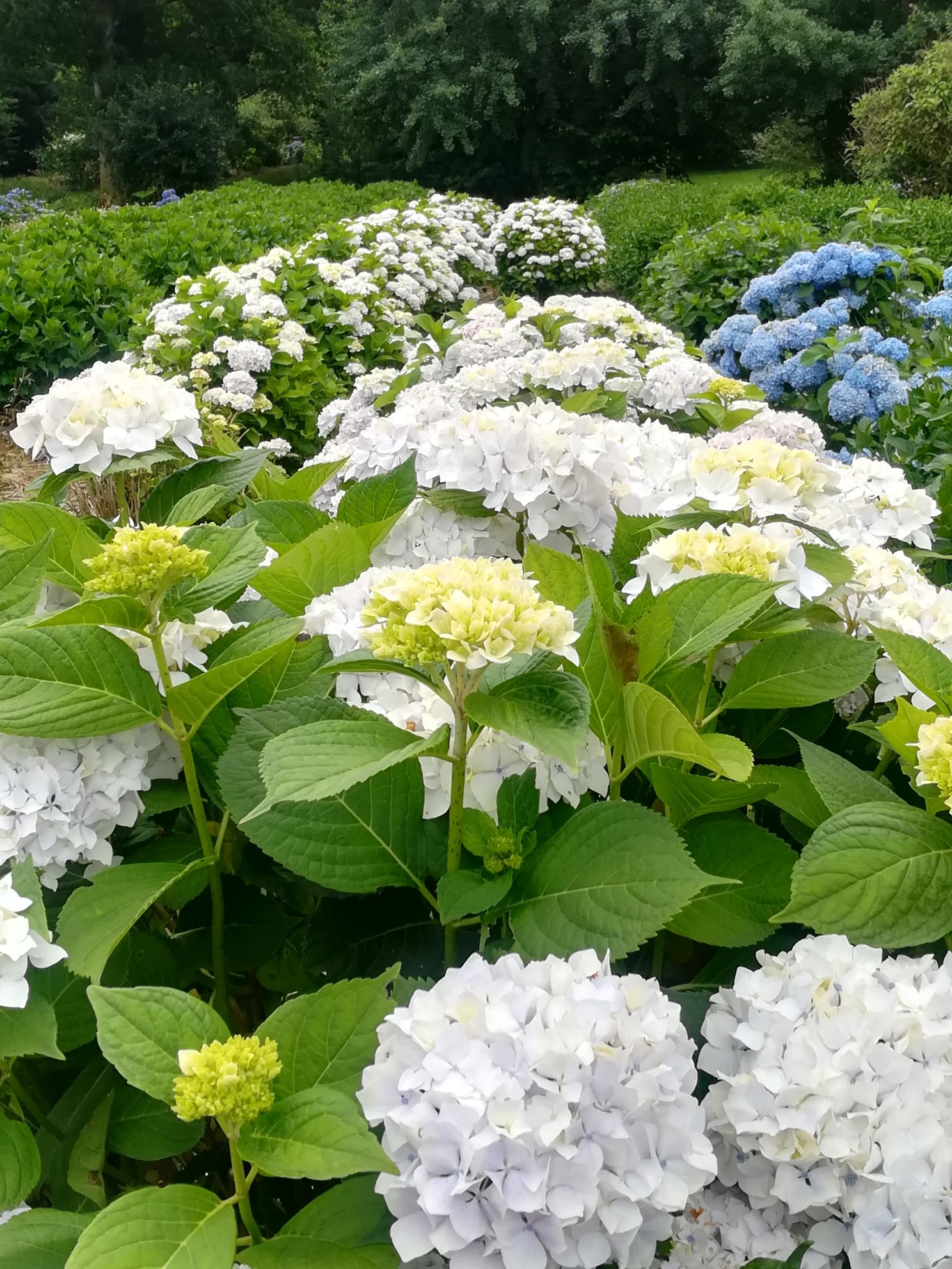 Les Hortensias du Haut Bois Madame Gilles Goujon hortensia boule